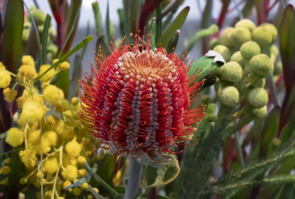 Celebrating 2026 Australia Day Honours Recipients