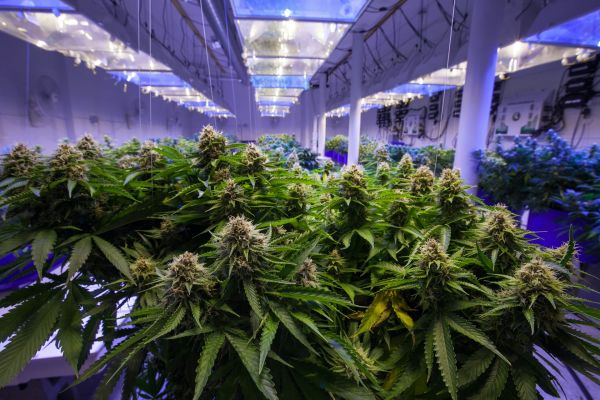 How can we measure the size of Australia’s illegal cannabis market – and the billions in taxes that might flow from legalising it?