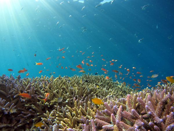 School of fish in the blue ocean
