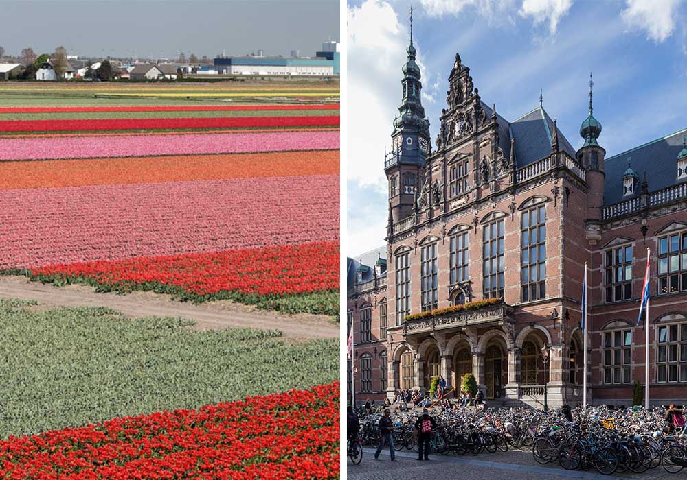 Groningen_Tulips